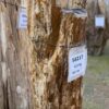Grafsteen versteend hout 58217