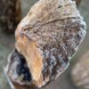 Grafsteen versteend hout 58217