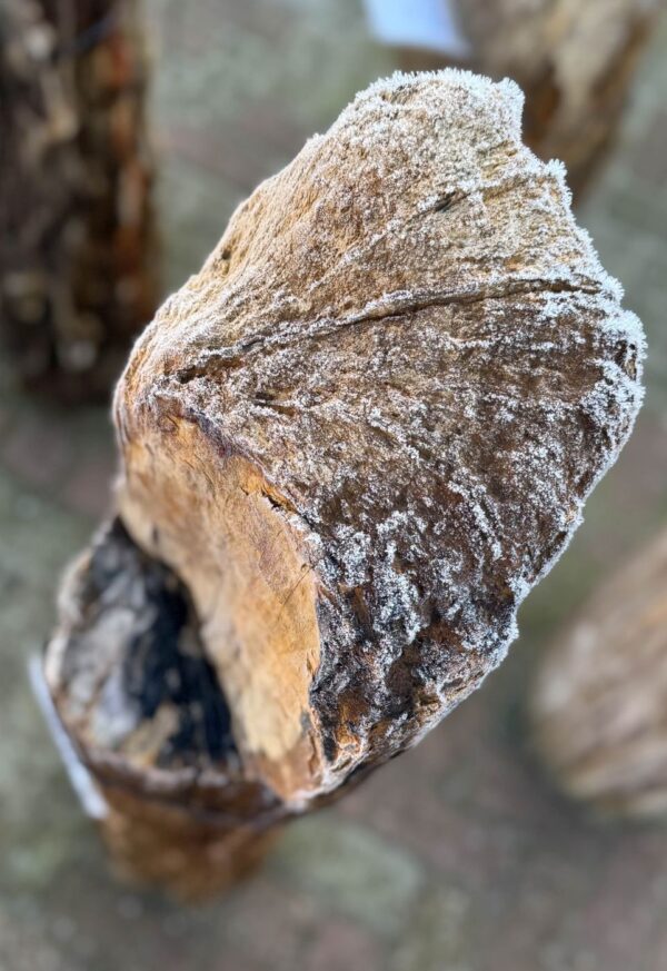 Grafsteen versteend hout 58217