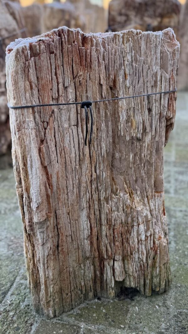 Grafsteen versteend hout 58219