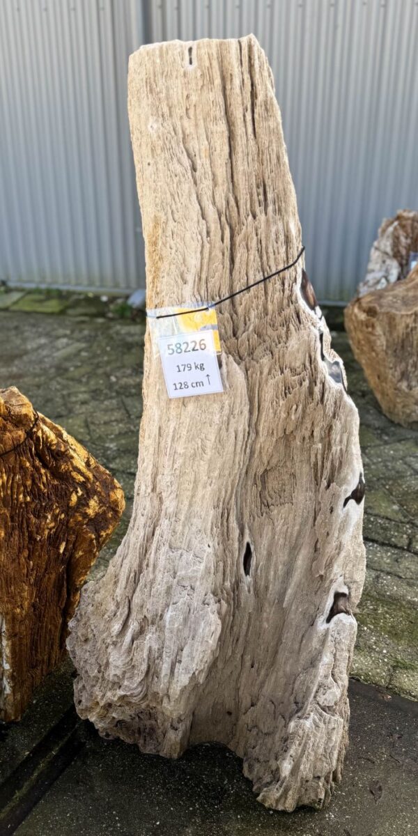 Grafsteen versteend hout 58226