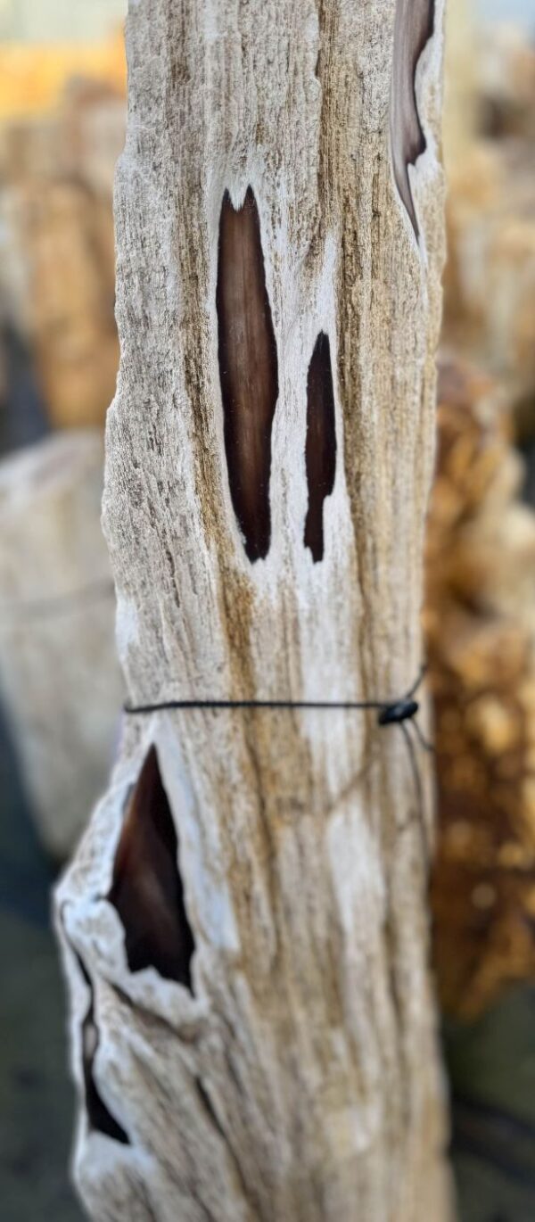 Grafsteen versteend hout 58226