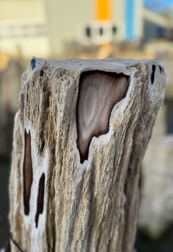 Grafsteen versteend hout 58226