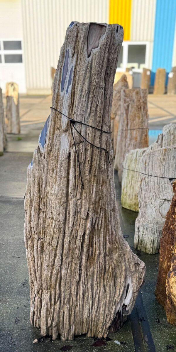 Grafsteen versteend hout 58226