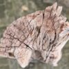 Grafsteen versteend hout 58227