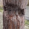 Grafsteen versteend hout 58227