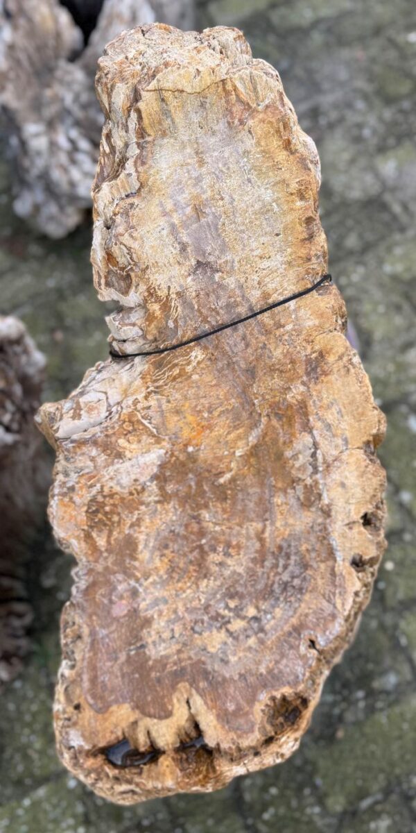 Grafsteen versteend hout 58229