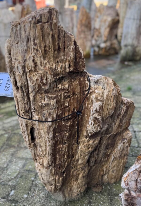 Grafsteen versteend hout 58229