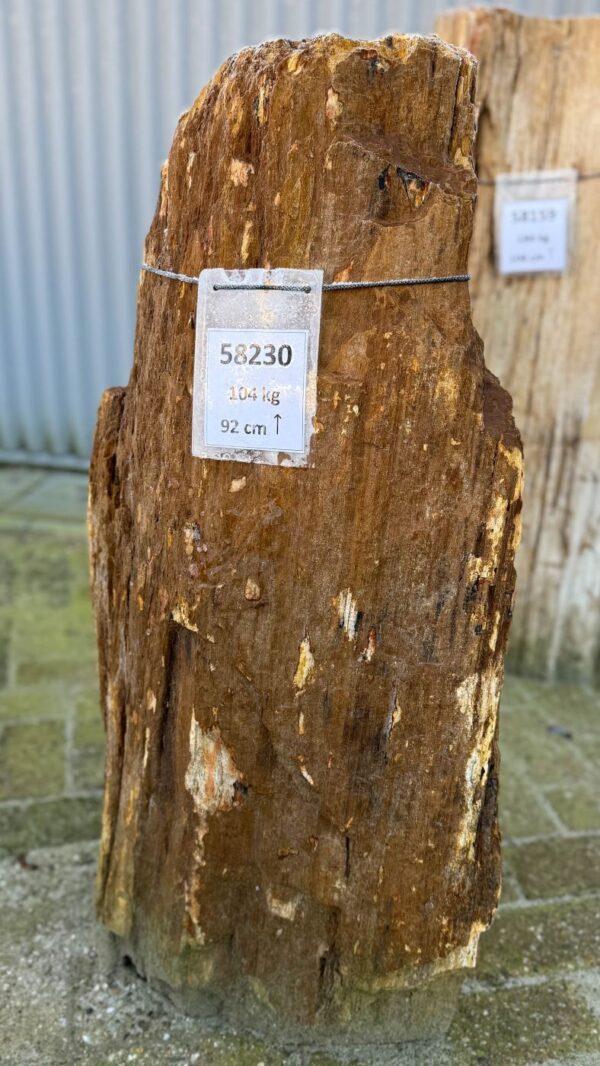 Grafsteen versteend hout 58230