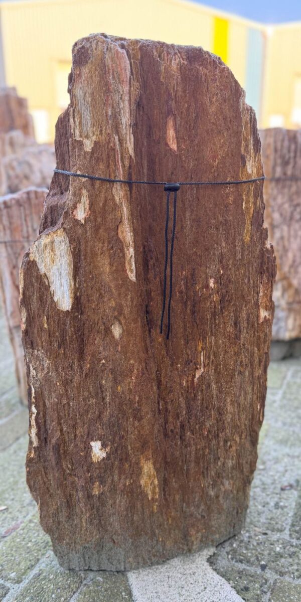 Grafsteen versteend hout 58230
