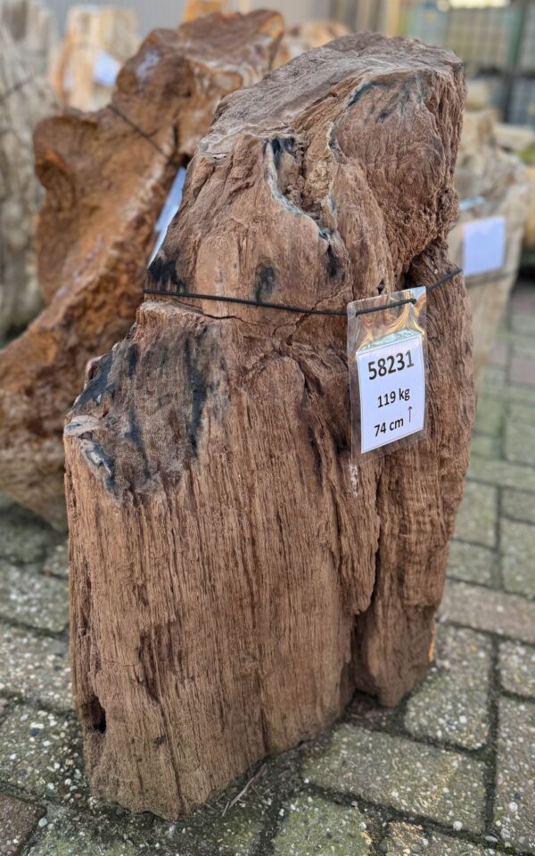 Grafsteen versteend hout 58231