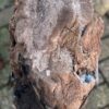 Grafsteen versteend hout 58231