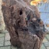 Grafsteen versteend hout 58231