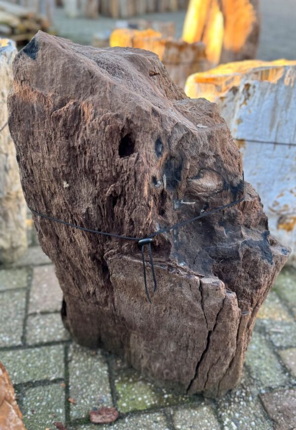 Grafsteen versteend hout 58231