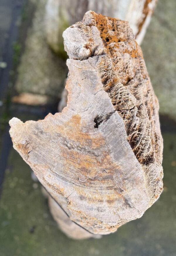 Grafsteen versteend hout 58233