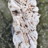 Grafsteen versteend hout 58236