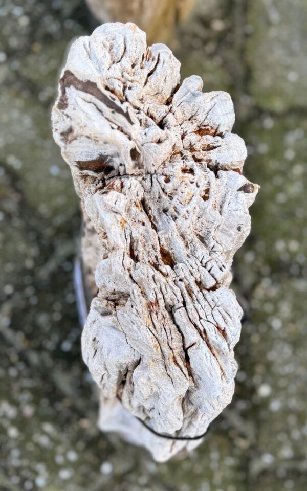 Grafsteen versteend hout 58236
