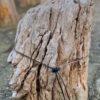 Grafsteen versteend hout 58236