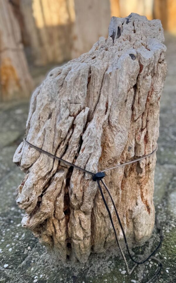 Grafsteen versteend hout 58236