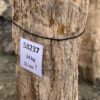 Grafsteen versteend hout 58237