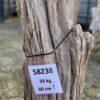 Grafsteen versteend hout 58238