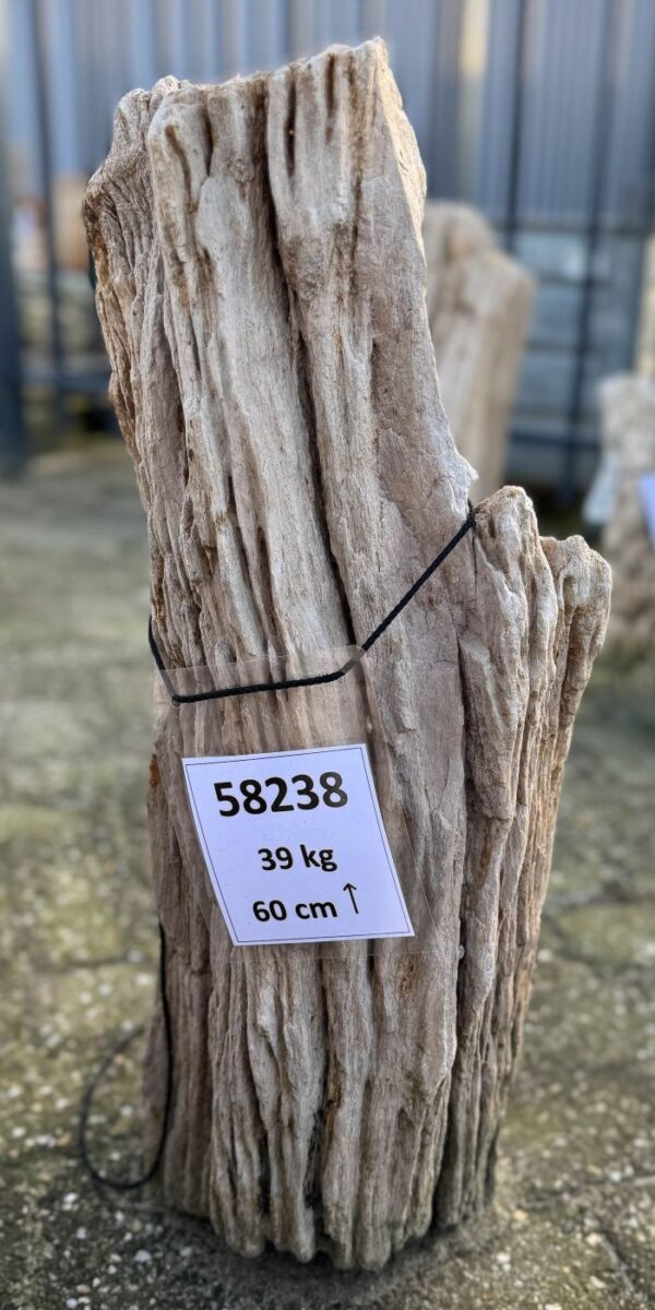 Grafsteen versteend hout 58238