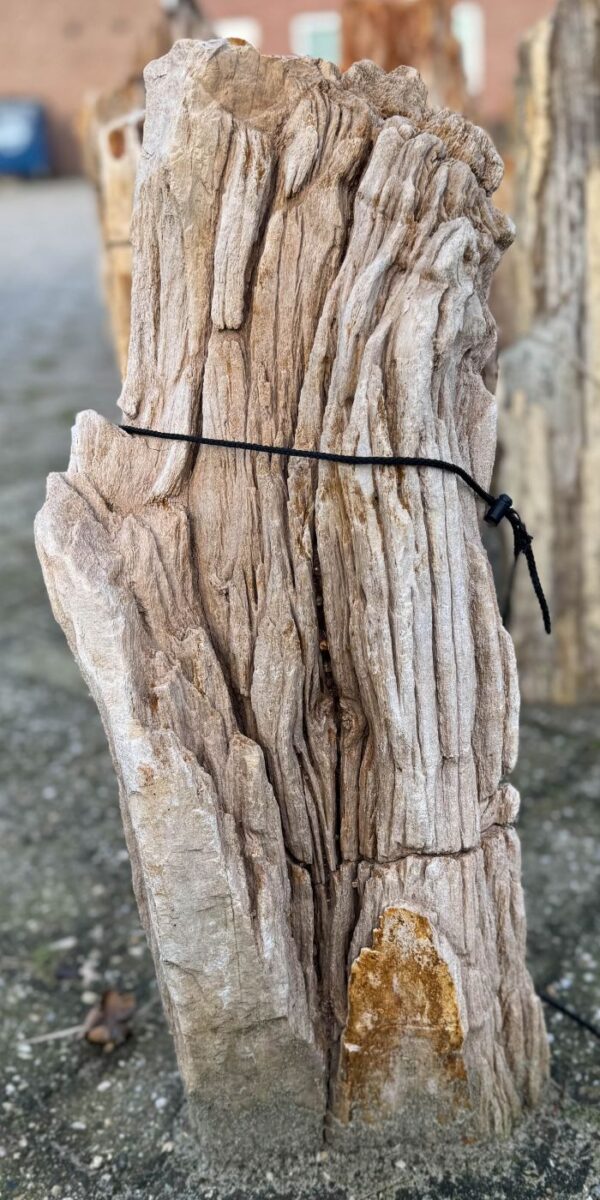 Grafsteen versteend hout 58238