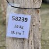 Grafsteen versteend hout 58239