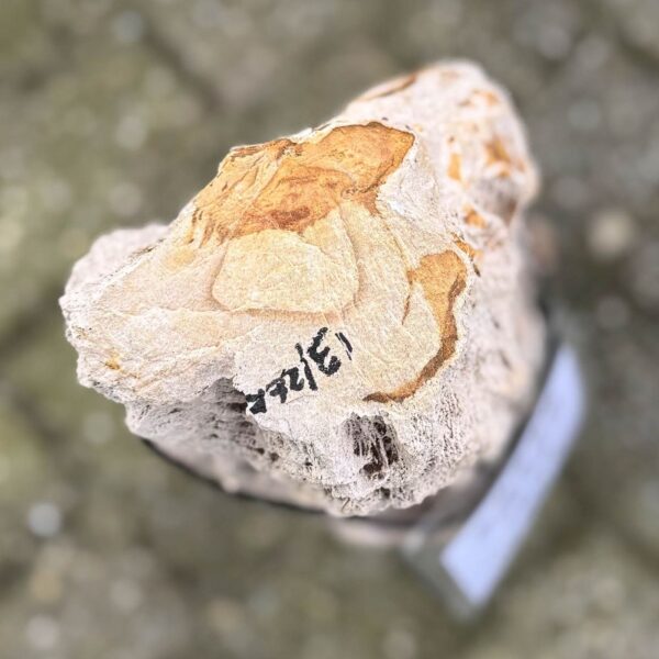 Grafsteen versteend hout 58239