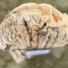 Grafsteen versteend hout 58240