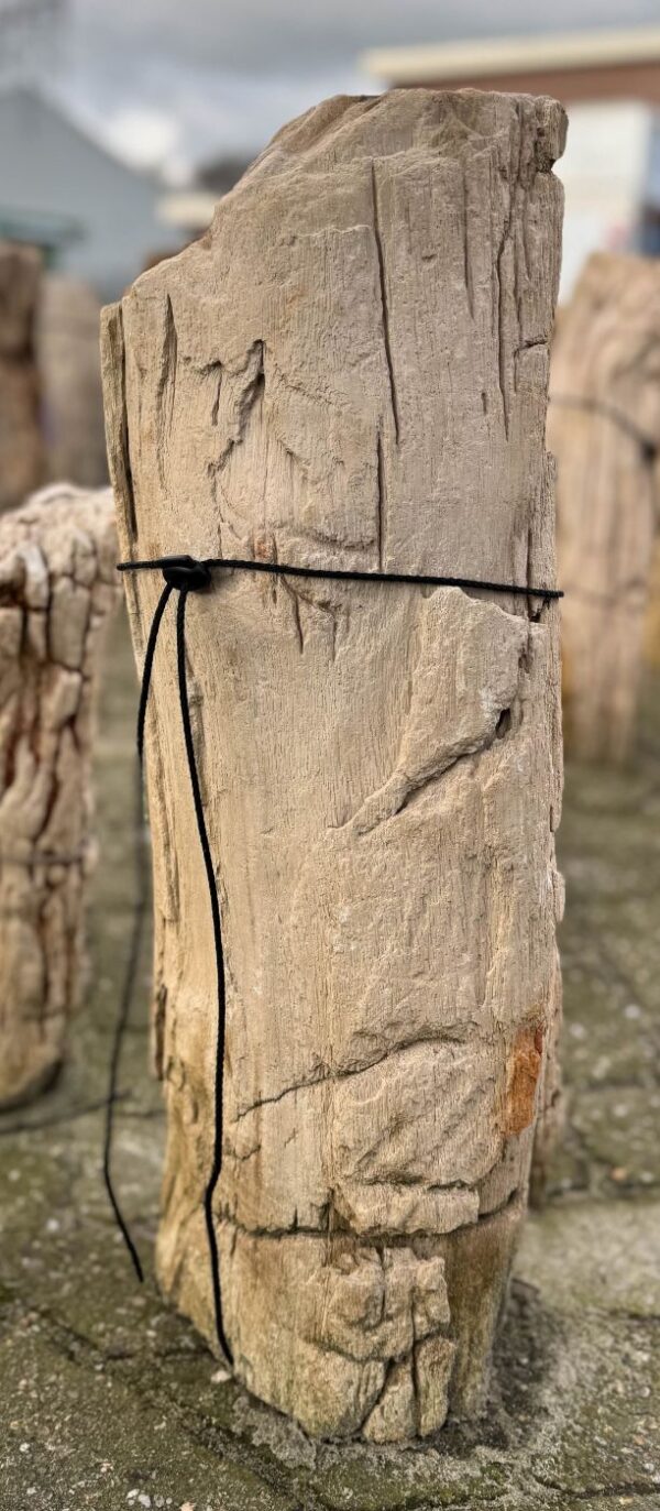 Grafsteen versteend hout 58240