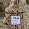 Grafsteen versteend hout 58241