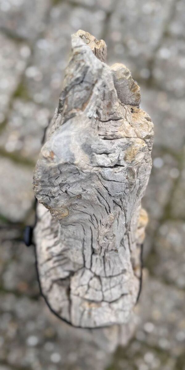 Grafsteen versteend hout 58241