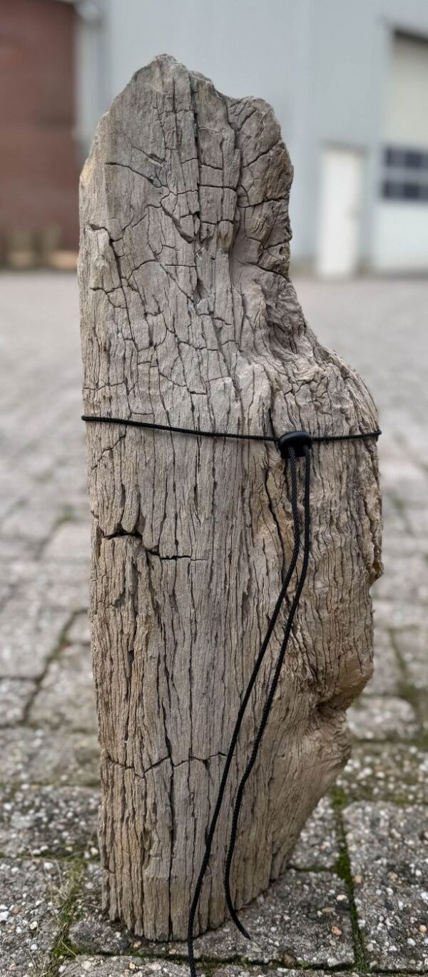 Grafsteen versteend hout 58241
