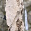 Grafsteen versteend hout 58242