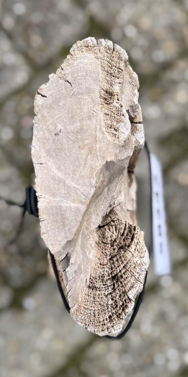 Grafsteen versteend hout 58242