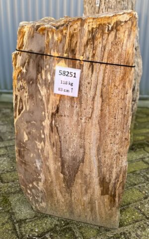 Grafsteen versteend hout 58251