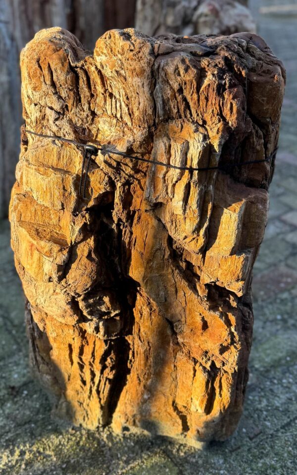 Grafsteen versteend hout 58252