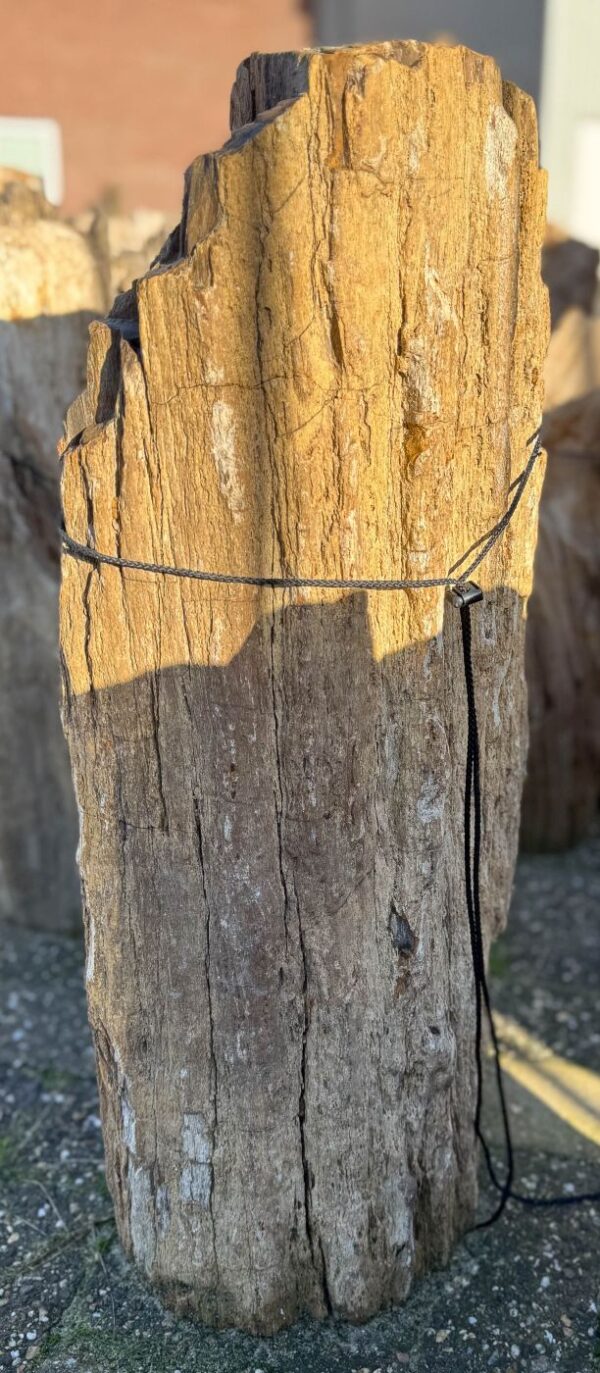 Lápida madera petrificada 58129