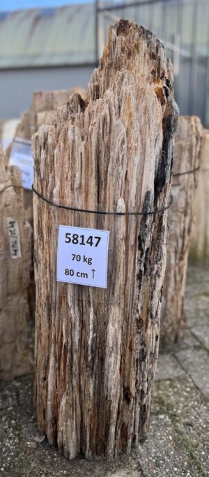 Lápida madera petrificada 58147