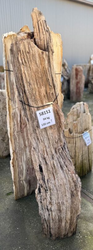 Lápida madera petrificada 58151