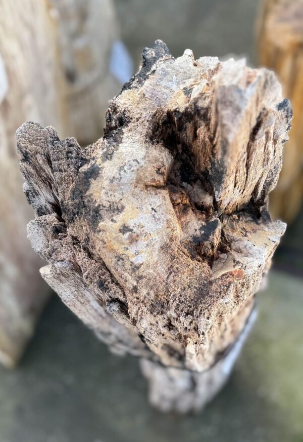 Lápida madera petrificada 58151