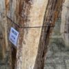 Lápida madera petrificada 58152