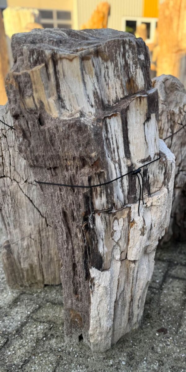 Lápida madera petrificada 58152
