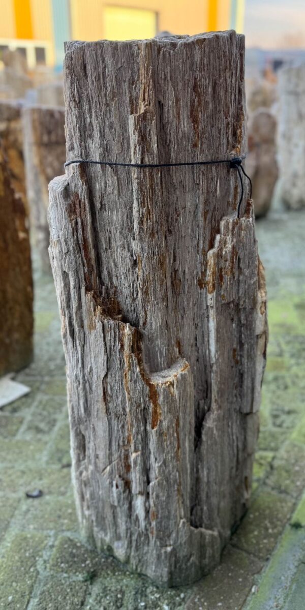 Lápida madera petrificada 58159
