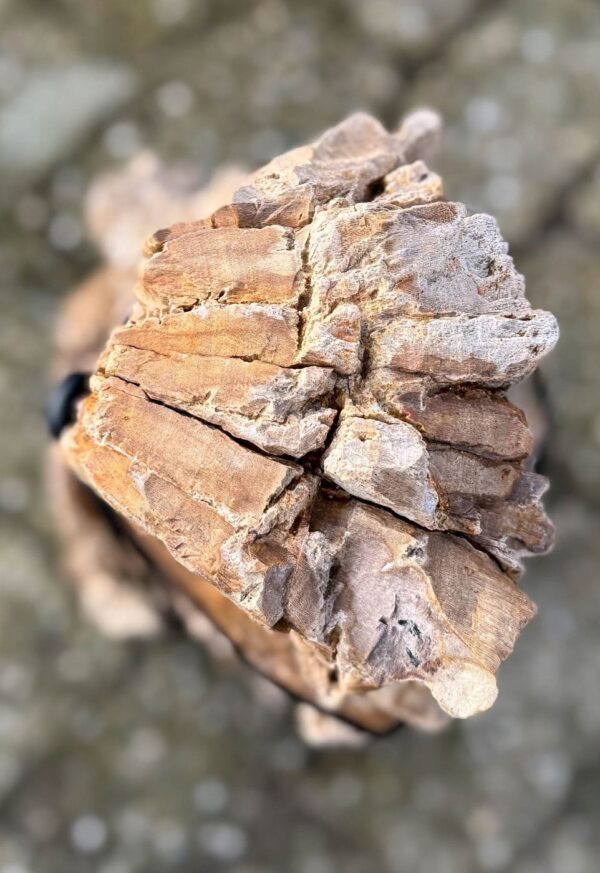 Lápida madera petrificada 58160