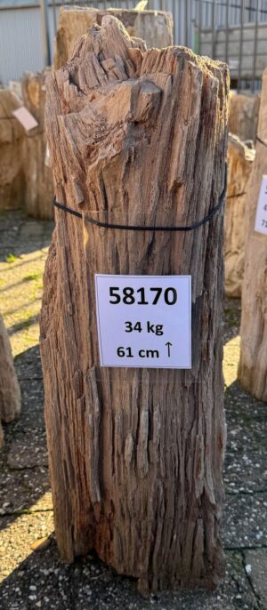 Lápida madera petrificada 58170