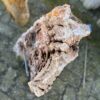Lápida madera petrificada 58171