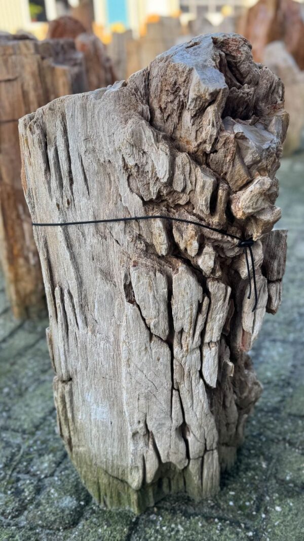 Lápida madera petrificada 58171