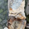 Lápida madera petrificada 58172